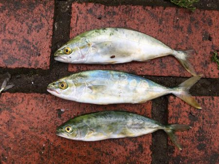 ツバス3匹、アジ5匹、コサバ300匹