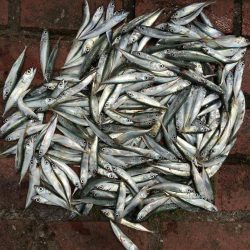 アジ11匹、ツバス1匹、コサバ約200匹