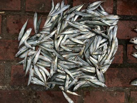 アジ11匹、ツバス1匹、コサバ約200匹