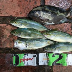 チヌ、グレ、アジ、ツバス、コサバ