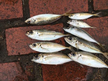 アジ9匹、ツバス5匹、コサバ6匹、キス1匹…