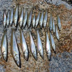 今年初めてのキス釣り