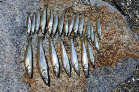 今年初めてのキス釣り