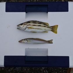 梅雨の中休みのキス釣り