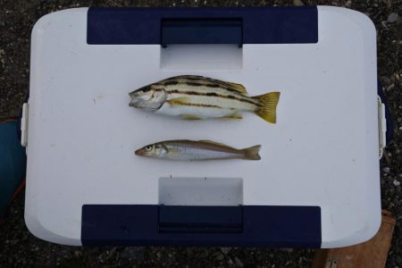 梅雨の中休みのキス釣り