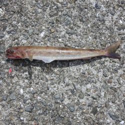 梅雨のキス釣り 小型が多い