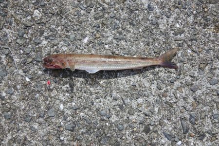 梅雨のキス釣り 小型が多い