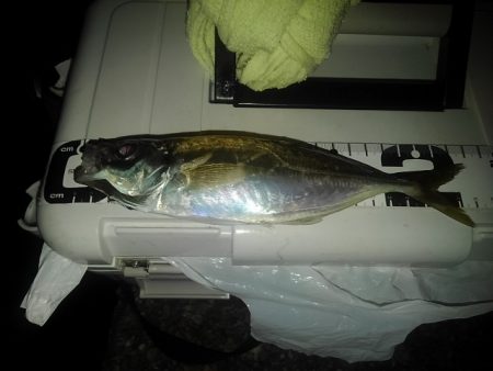 フロートゲーム