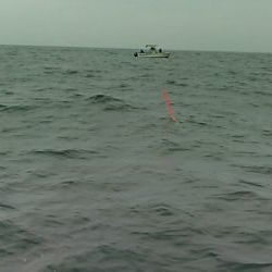 青島近郊でイサキ、グレ釣り