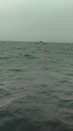 青島近郊でイサキ、グレ釣り