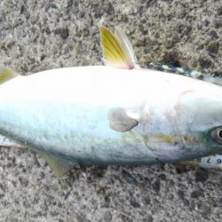 ハマチ47cm半年ぶりの青物　