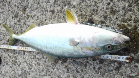 ハマチ47cm半年ぶりの青物　