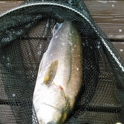 新川　シーバス出ました。