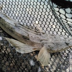 浜名湖　ライトゲーム