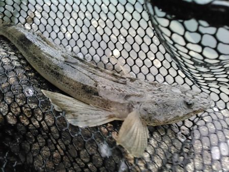 浜名湖　ライトゲーム