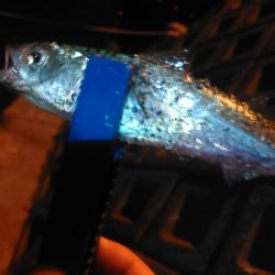 浜名湖　アジング