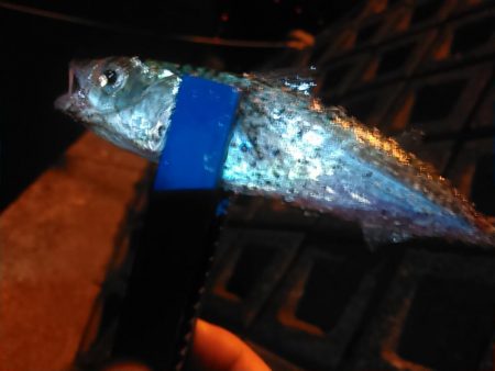 浜名湖　アジング