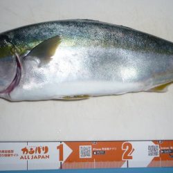 2週間ぶりの青物