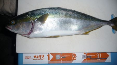 2週間ぶりの青物