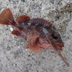 ミッドワインドでサイズアップ！