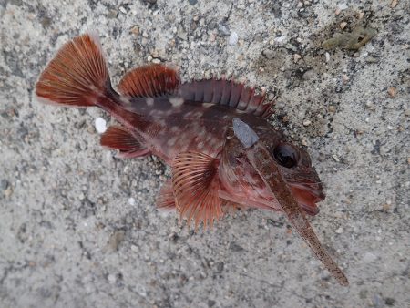 ミッドワインドでサイズアップ！