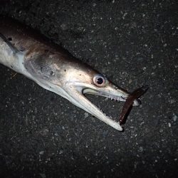 ミッドワインドでまさかの魚が!