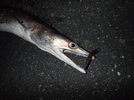 ミッドワインドでまさかの魚が!