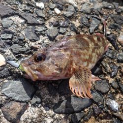 最後に本命、アコウ登場!