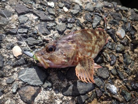 最後に本命、アコウ登場!