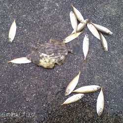 コッパグレ入れ食い