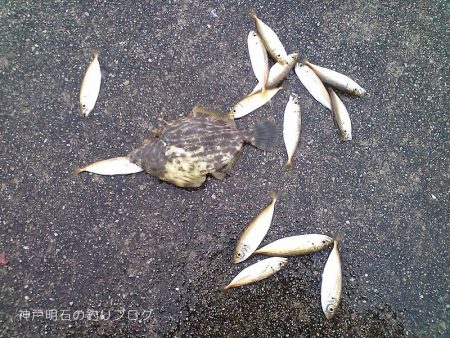 コッパグレ入れ食い