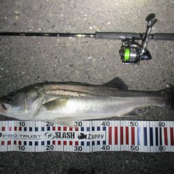 シーバス短時間釣行