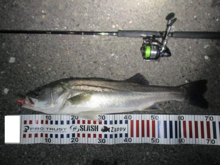 シーバス短時間釣行