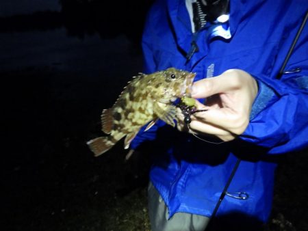 淡路島東部でライトロックフィッシング