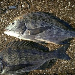 一時間だけ…すごいアタリの数!