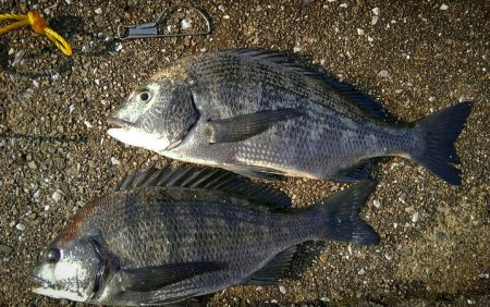 一時間だけ…すごいアタリの数！