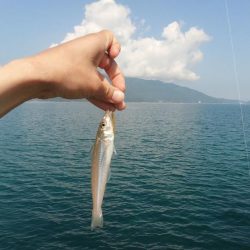 ルアーでキス釣り