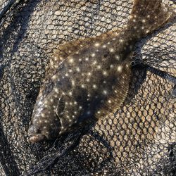 エギングタックル ジグヘッド&ワームで