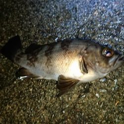 まだメバル当たるよ