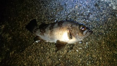 まだメバル当たるよ