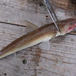 ショアジギでサゴシ、エソ