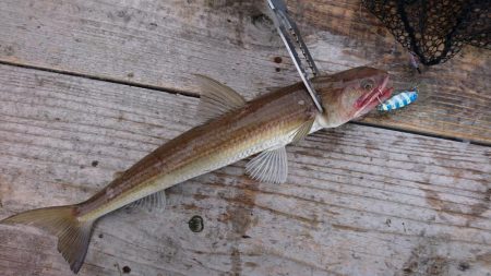 ショアジギでサゴシ、エソ