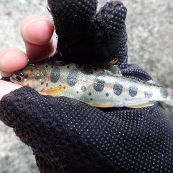 揖保川渓流釣り