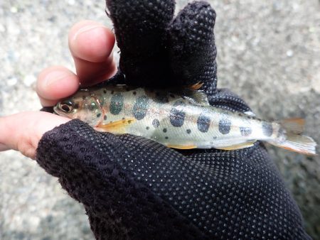 揖保川渓流釣り