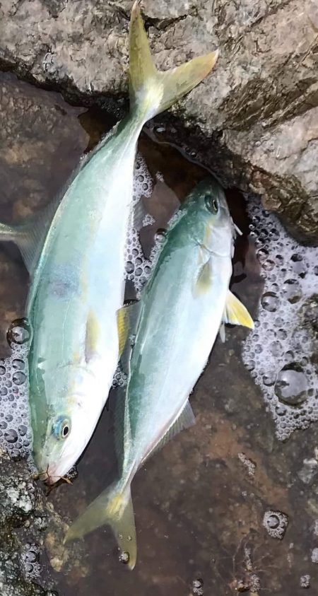 エギングロッドで青物爆釣ショアジギング釣果…