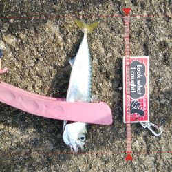 今日はツバスからサバの永遠ループ