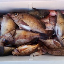 弘福丸 釣果