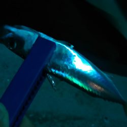 浜名湖 アジング