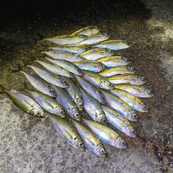 瀬戸内の島アジング（2020-10）