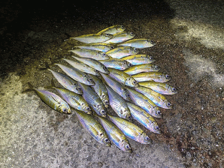 瀬戸内の島アジング（2020-10）